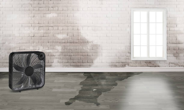 Best 24/7 water damage repair  in Brier, WA